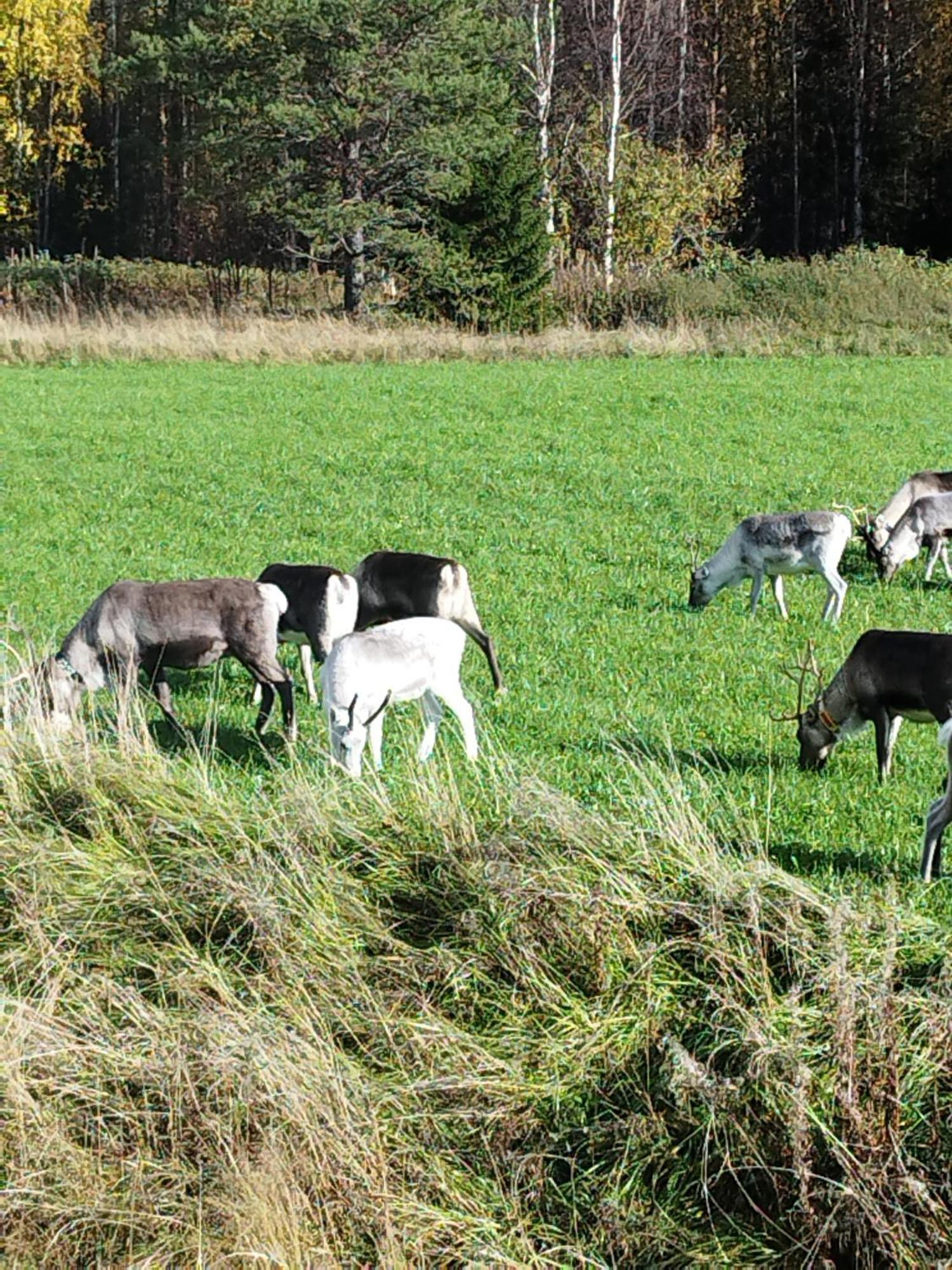 Arctic Ranch Villa Överkalix Exteriör bild